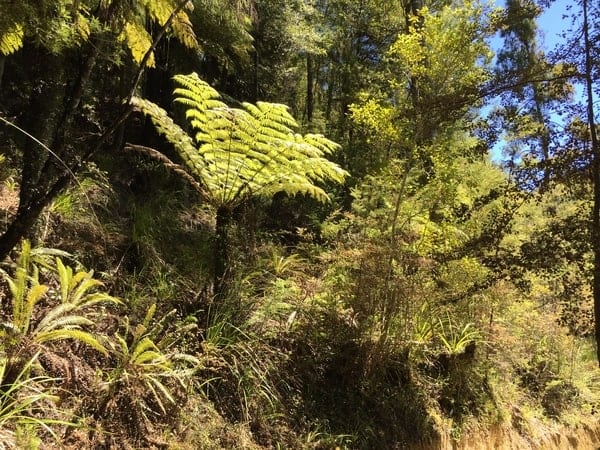 Flora And Fauna Along The Abel Tasman Coastal Track