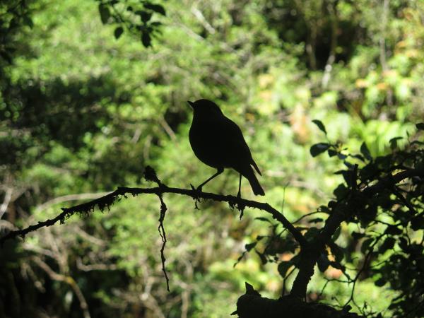 Old Ghost Road Wildlife