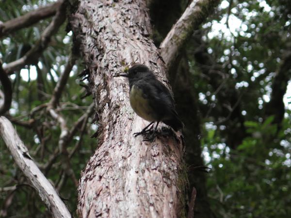 Old Ghost Road Wildlife: Robin