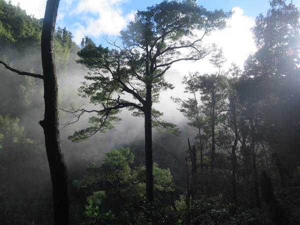 Misty Morning In Mokihinui Gorge