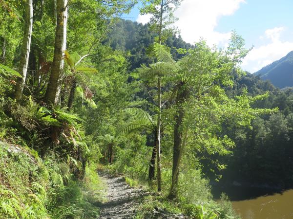 Mohikinui Views