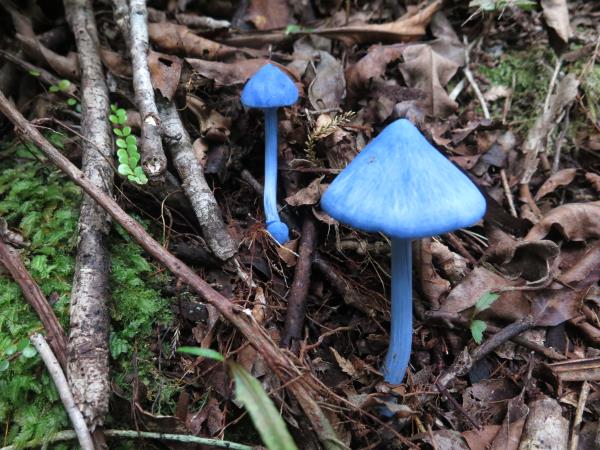 Blue Entoloma Mushrooms Along The Trail