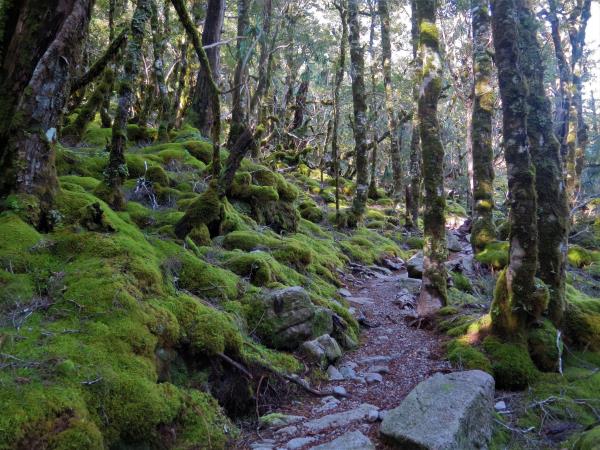 Old Ghost Road Path To Ghost Lake