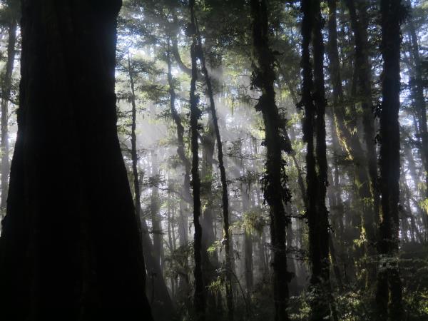 Cloud Forrest Guided Walk On The Lyell Saddle